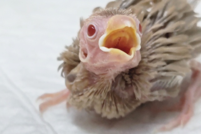 キラッとゴージャス～🌟 シナモン文鳥🐣