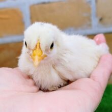 当店人気なんです❤ゴイシチャボのヒヨコ入荷しました❤