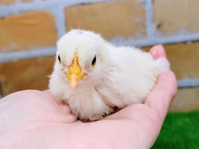 当店人気なんです❤ゴイシチャボのヒヨコ入荷しました❤