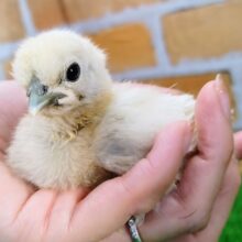 初入舎？？✨白ウコッケイのヒヨコ入荷しました❤