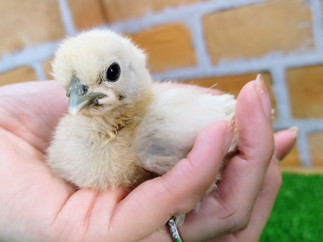 初入舎？？✨白ウコッケイのヒヨコ入荷しました❤