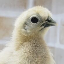 白黒目を引く～🐣 白ウコッケイ