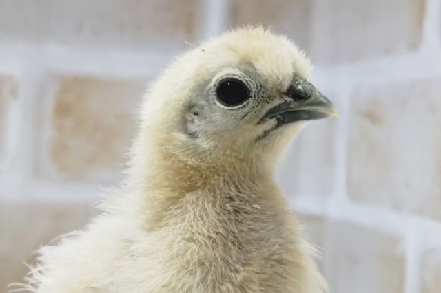 白黒目を引く～🐣 白ウコッケイ