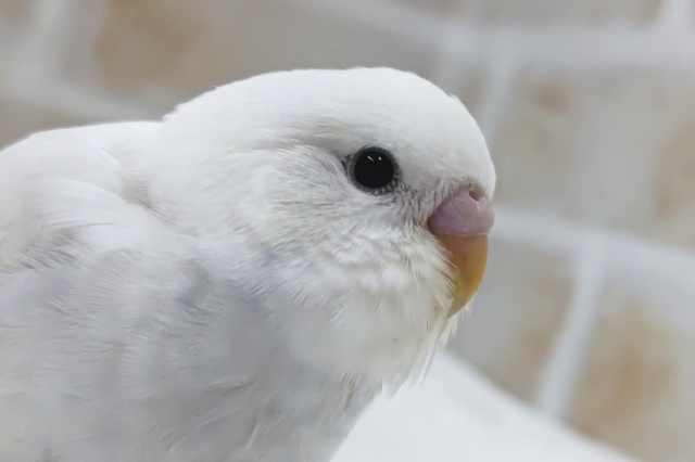 少し魅力的な青が入ってます～✨ セキセイインコ(白ダブルファクター)