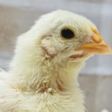 これからの成長楽しみ～🐣 ゴイシチャボ