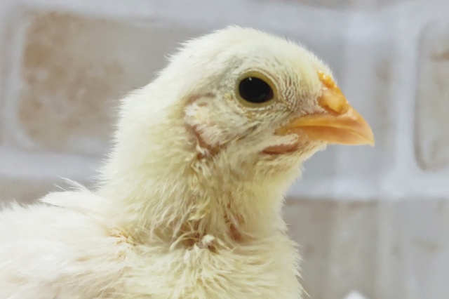 これからの成長楽しみ～🐣 ゴイシチャボ