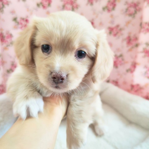 ハーフ犬(ダックス✕ペキニーズ)女の子♪ゴールデンＲ似の可愛い子💕