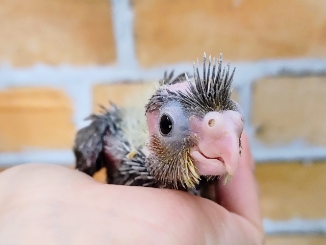 お目目パッチリ❤オカメインコのヒナ(ノーマル)入荷しました❤
