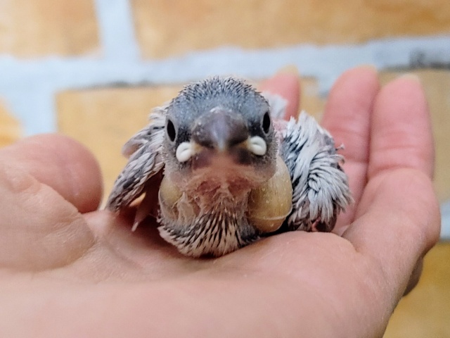 淡い色が人気です❤シルバー文鳥のヒナ入荷しました❤