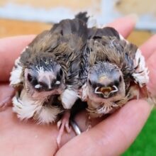 あと1羽！フィンチ好き集まれ☝十姉妹のヒナ入荷しました❤