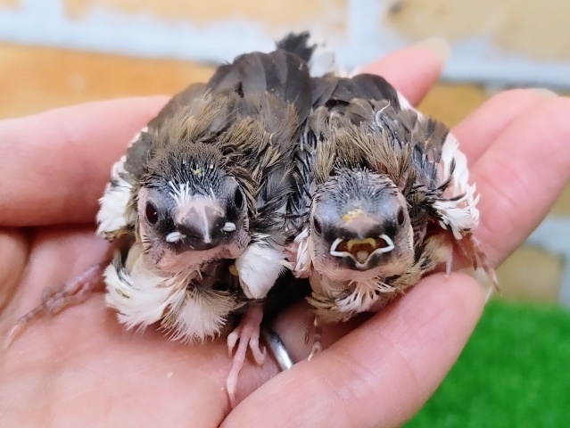 あと1羽！フィンチ好き集まれ☝十姉妹のヒナ入荷しました❤