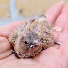 色変わり①キンカチョウのヒナ入荷しました❤