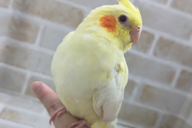 🌟最新画像🌟 黄色濃いめ魅惑のパール模様～🫧 オカメインコ(ルチノーパール)