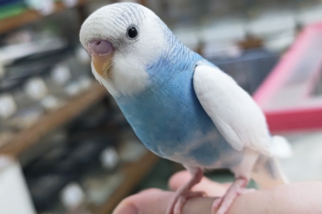 🌟最新画像🌟 鮮やか青空みたい～🌤️ セキセイインコ(ブルーパイド)