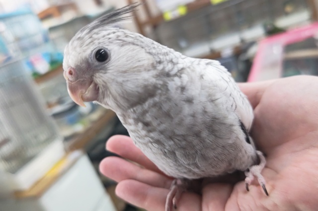 🌟最新画像🌟 魅力いっぱい白黒さん～🤍🩶 オカメインコ(ホワイトフェイスパール)