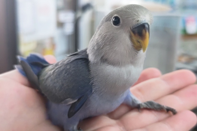 🌟最新画像🌟 色合いたまらない～🪻 コザクラインコ(バイオレット)