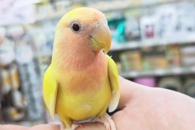 🌟最新画像🌟 フレッシュビタミンカラー🍋 コザクラインコ(ルチノー)