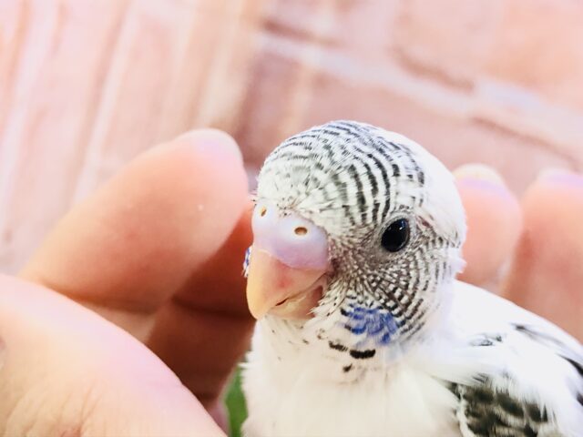 ホワイトハルクが来ましたね～(*^▽^*)　セキセイインコ