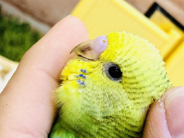 王道のセキセイ・・・　セキセイインコ