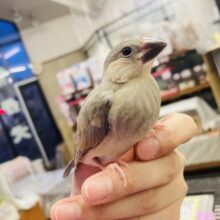 最新画像🌟どんなお色になるかな♩❤︎手乗り桜文鳥さん🕊✨
