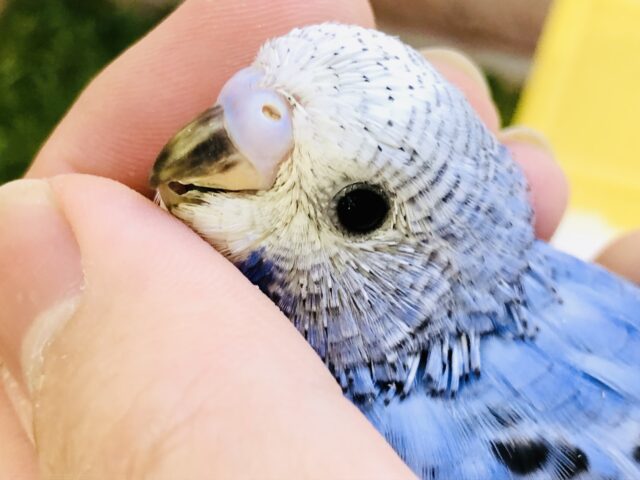 【最新画像更新☆☆】濃いめブルーが特徴的な１羽！！　セキセイインコ