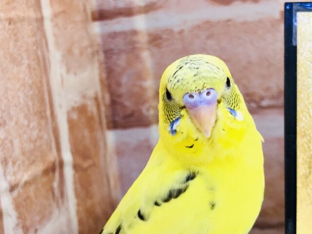 【最新画像更新☆☆】ほやほやが来ましたね～(*^▽^*)　セキセイインコ