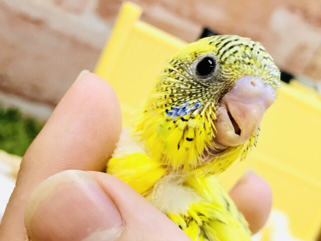 こちらのハルクインもやってきた(*^^)v　セキセイインコ