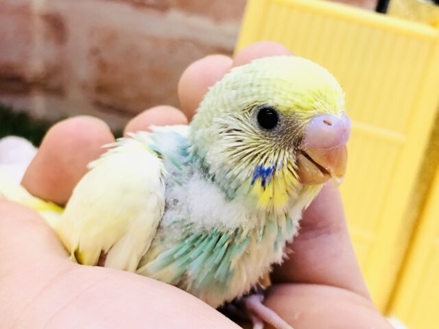 さわやかに参上！！　セキセイインコ