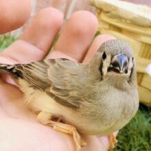 【最新画像更新☆☆】やってきました！！人気者♪　キンカチョウ　