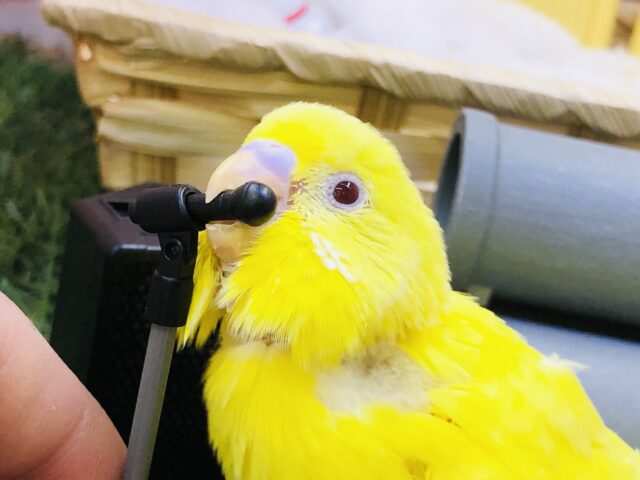 明るい歌で皆を元気にします！！　セキセイインコ