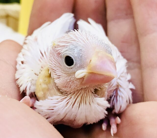 純白が来ましたね～(*^▽^*)　白文鳥