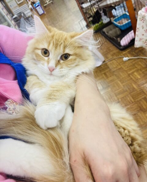 最新画像🌟離れたくない💛激かわスウィーティボーイ🥰凛々しい顔立ち🌟マンチカンくん🐾