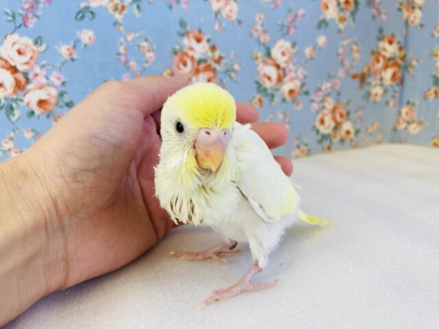 注目の的🌟素敵すぎる色合い🤍💛手乗りセキセイインコ(YFダブルファクタースパングル)🪶✨