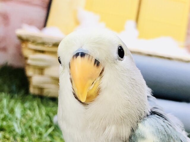 【最新画像更新☆☆】人気度No.1です！！　コザクラインコ