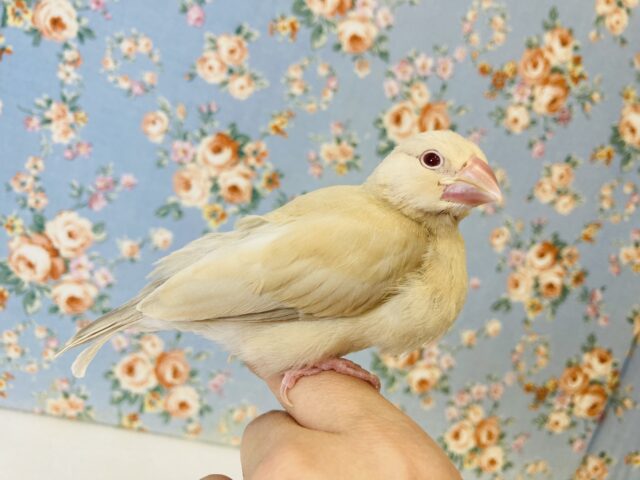 ふんわりふわふわ❤︎⁾⁾手乗りシナモン文ちゃんです🕊✨
