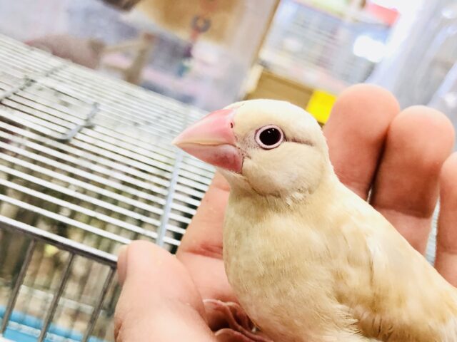 【最新画像更新☆☆】ちゅるちゅるな文ちゃんが来ましたね～　シナモン文鳥