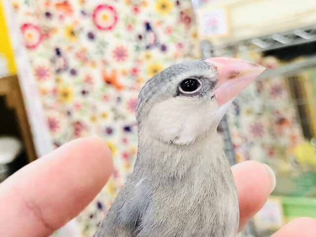 【最新画像更新☆☆】人気の桜色がやってきました♪　桜文鳥