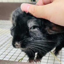 最新画像更新💖チンチラ(ブラックエボニー)男の子