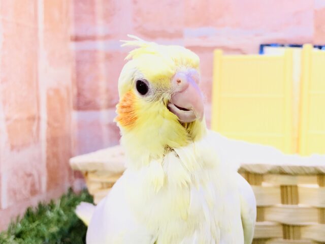 【最新画像更新☆☆】流山に舞い降りた天使ちゃん♡　オカメインコ