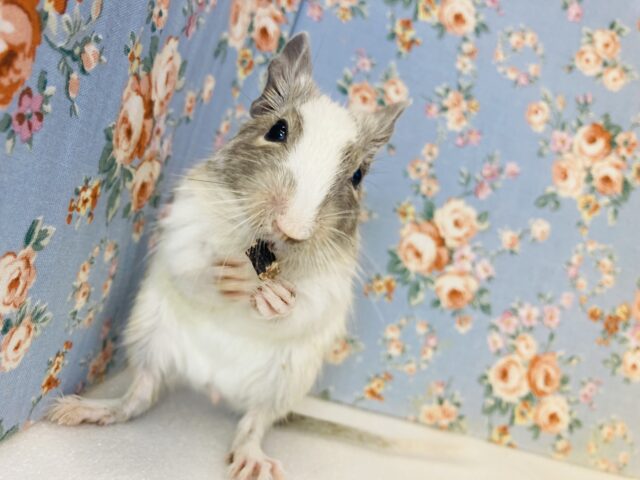 穏やかボーイ🌼優しくキュートなデグちゃん❤︎(パイド)