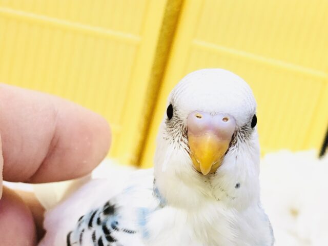 白多め！！美白パイドさんです( *´艸｀)　セキセイインコ