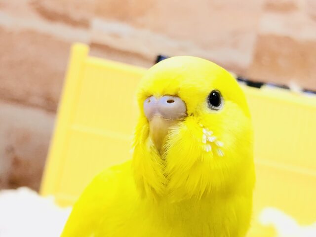 【最新画像更新☆☆】黒目の人気カラー！！　セキセイインコ