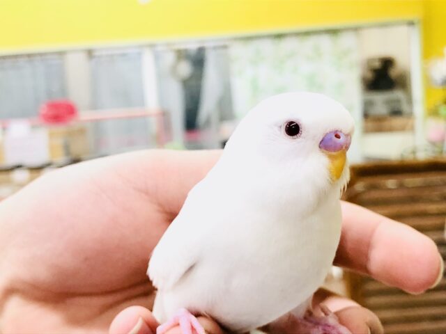 【最新画像更新☆☆】純白の美しきカラーです・・・　セキセイインコ