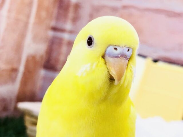 【最新画像更新☆☆】サンサン輝くはルチノーカラー！！　セキセイインコ