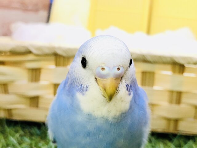 【最新画像更新☆☆】くちばしの黒さは初々しさの証！！　　セキセイインコ