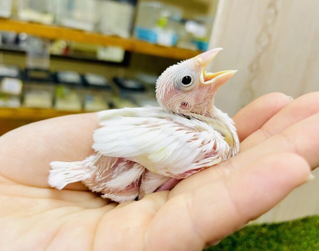 動画あり☆　テマエミソ秘策中なんです🤫🤫❤️‍🔥　白文鳥