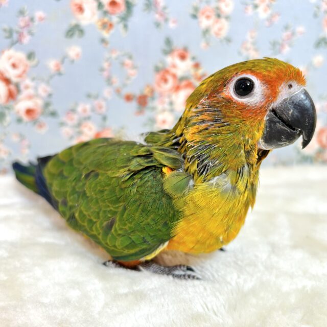 コガネメキシコインコ 🌼‪🔆✨️