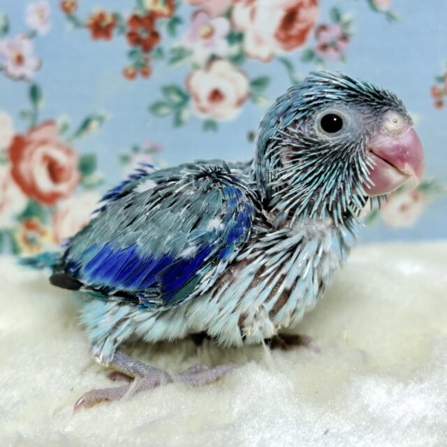 マメルリハ ブルー 男の子 💙🤍