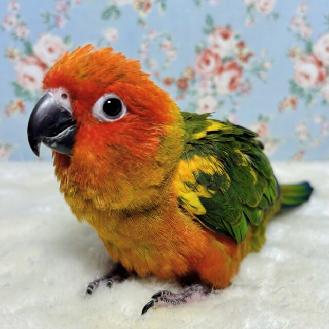 コガネメキシコインコ 🌺🌴🍹･.｡*