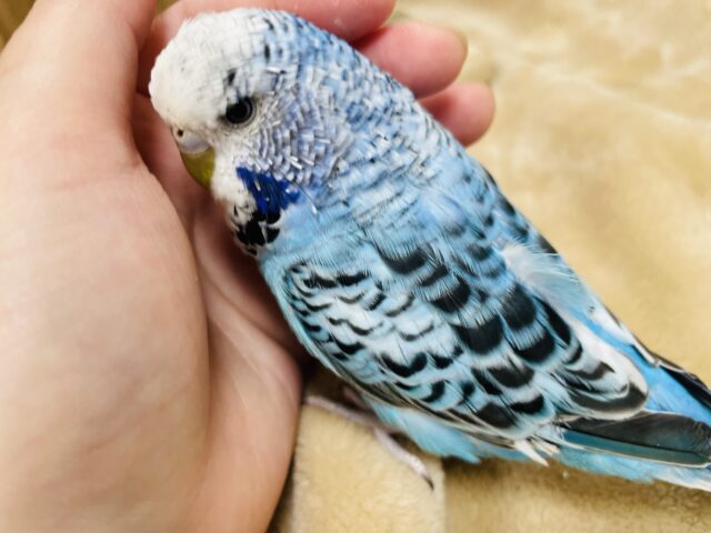 【最新画像更新🪄】なんだかんだで甘えたい♡ジャンボセキセイインコ(オパーリン)
